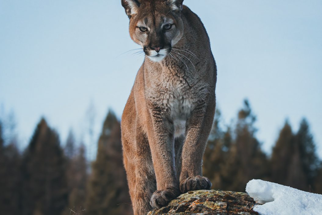 Colorado mountain lion standing on rock