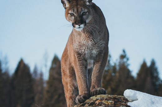 Colorado mountain lion standing on rock