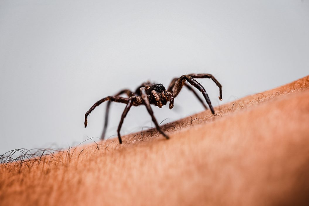Spider crawling up person's arm