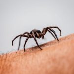 Spider crawling up person's arm