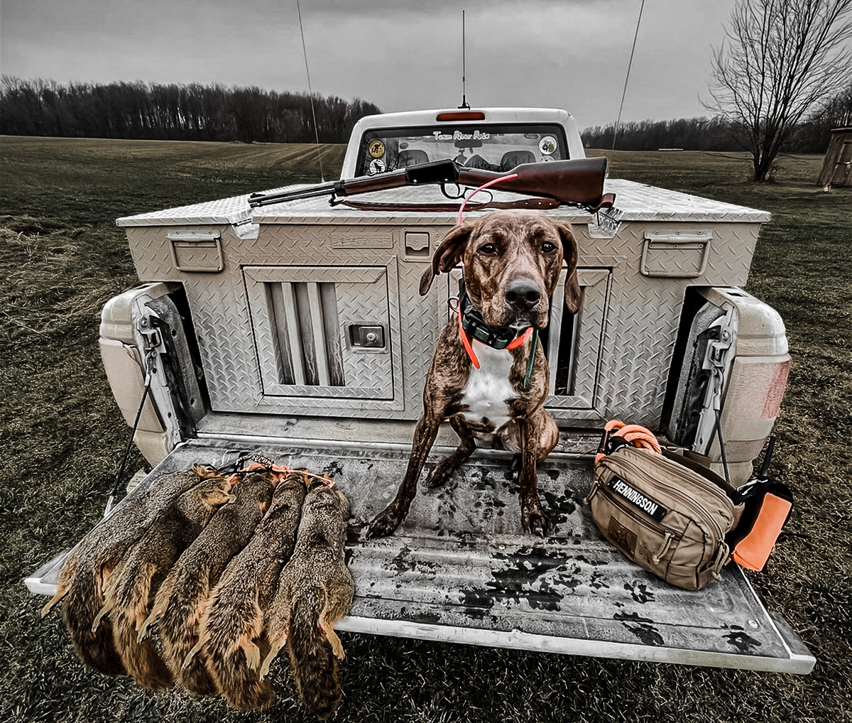 Squirrel hunting dogs for sale hot sale near me