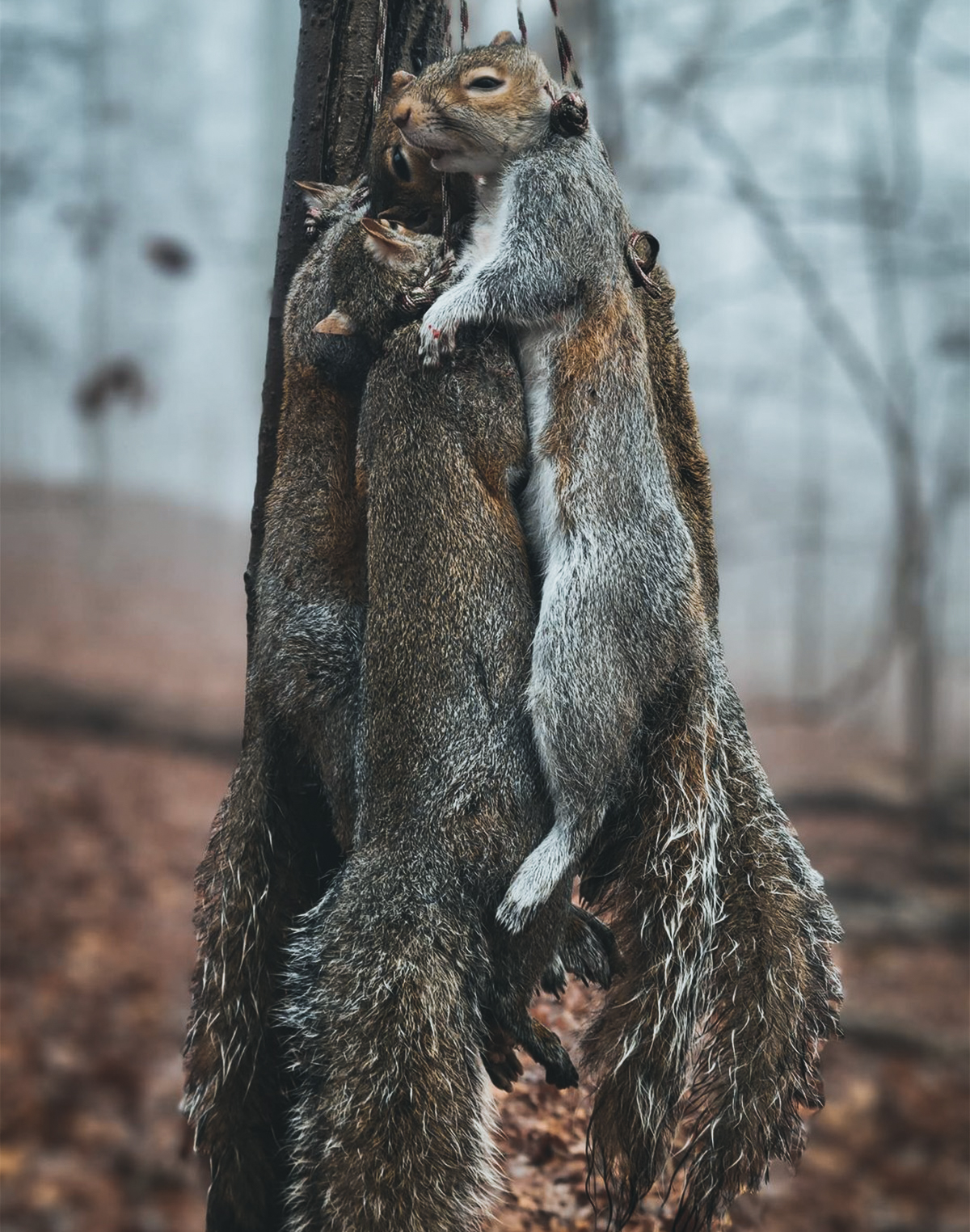 Squirrel hunting aftermath