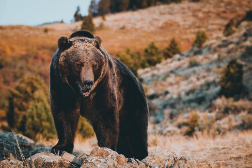 grizzly delisting
