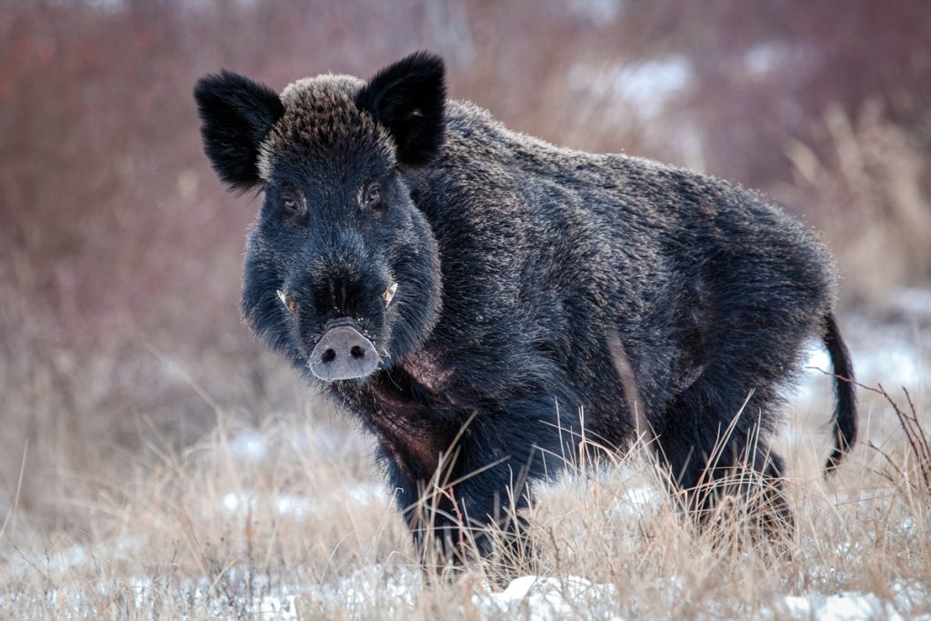 Super Pigs Huge Canadian Hybrid Hogs Poised to Invade U.S.