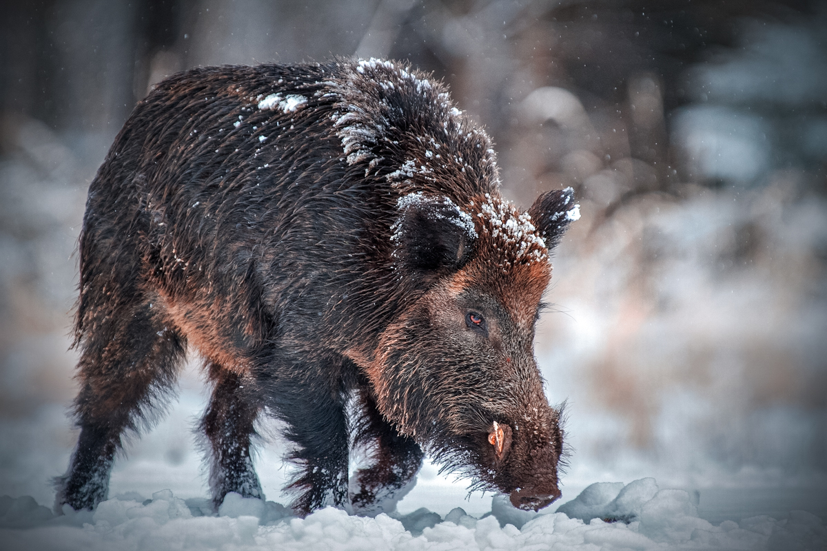 Wild boar runing in snow during light snow fall