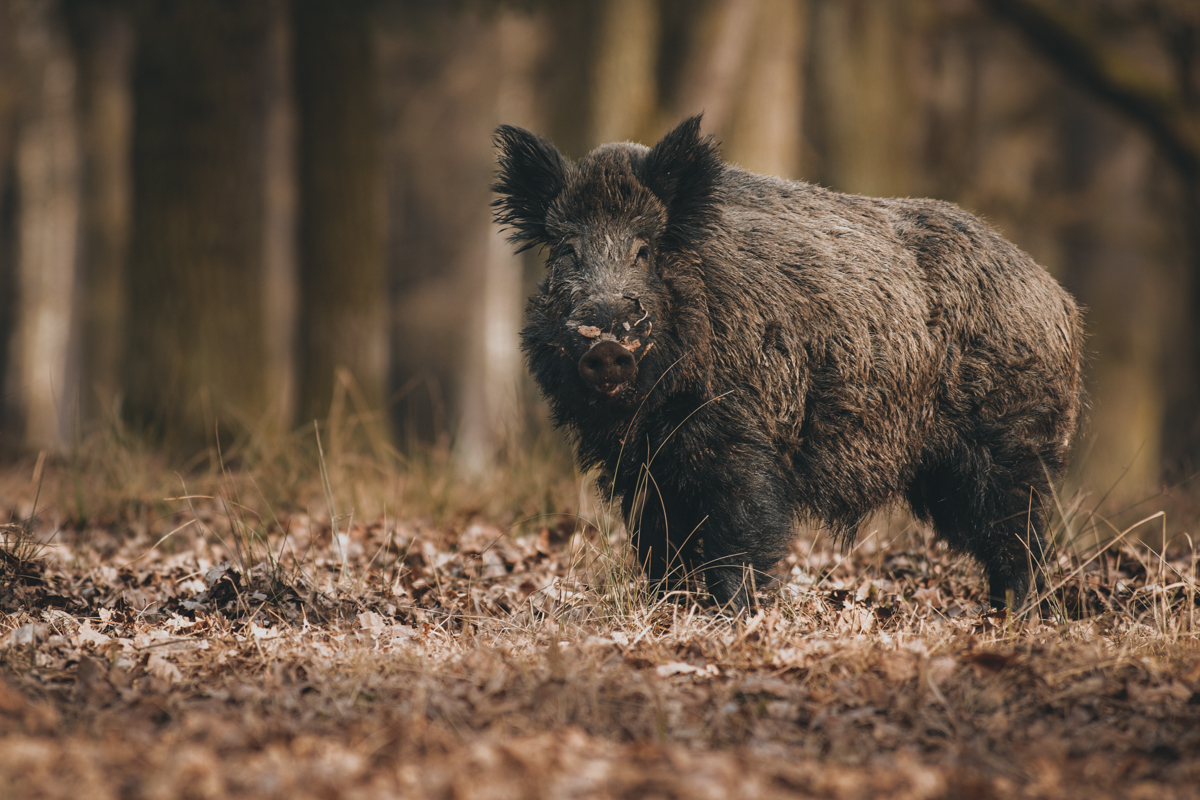 Can Anything Stop the Feral Hog Invasion?