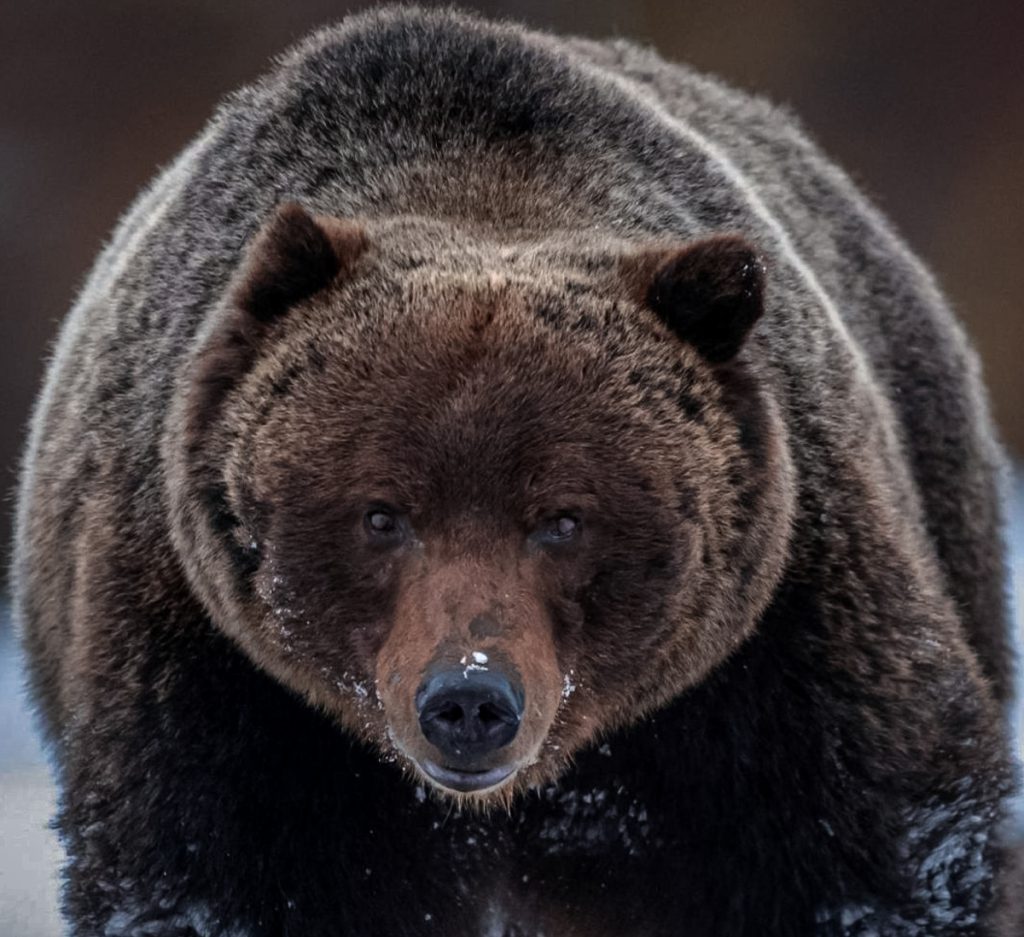 The Boss Bear: Meet The Most Badass Bear In Banff