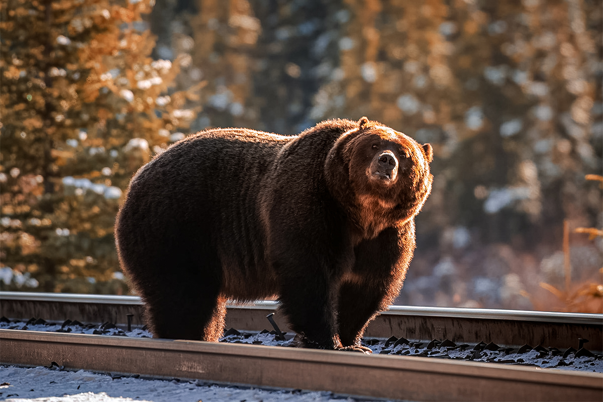 Banff boss bear
