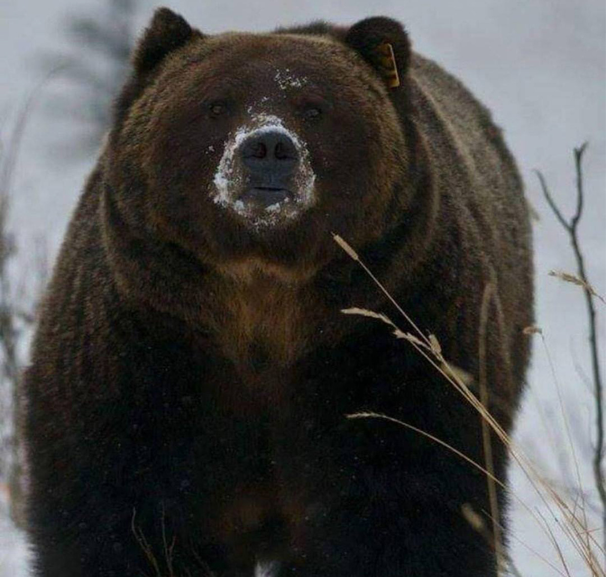 Banff Lake Bear