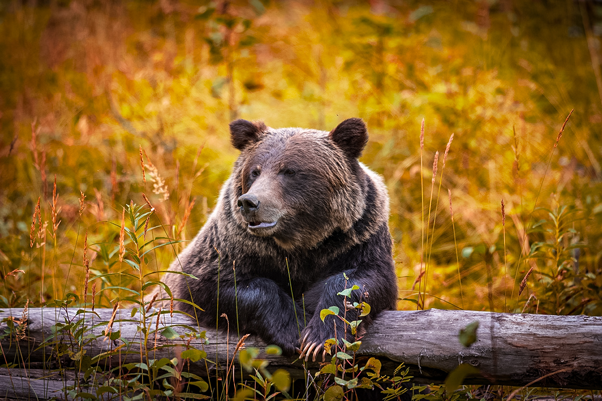 bear sitting on log