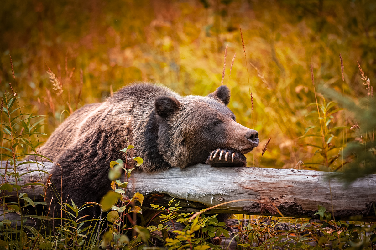 laying on log