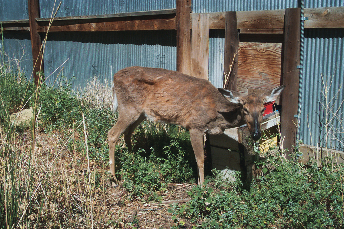 This deer shows visible signs of "zombie deer disease"