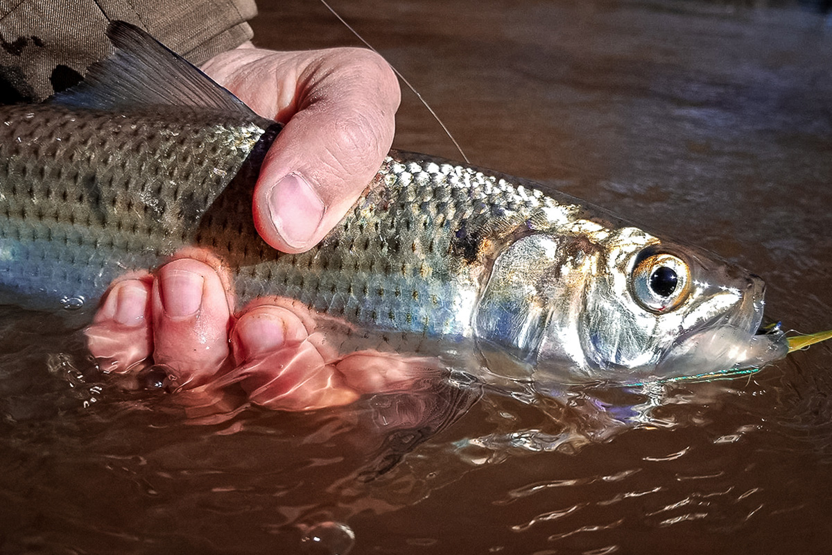 american shad