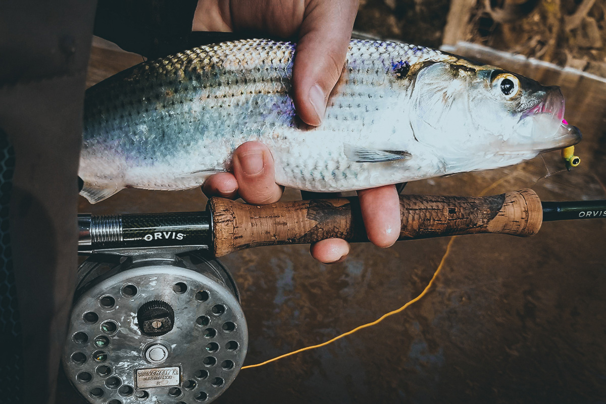 The Miracle of Shad - The Fisherman