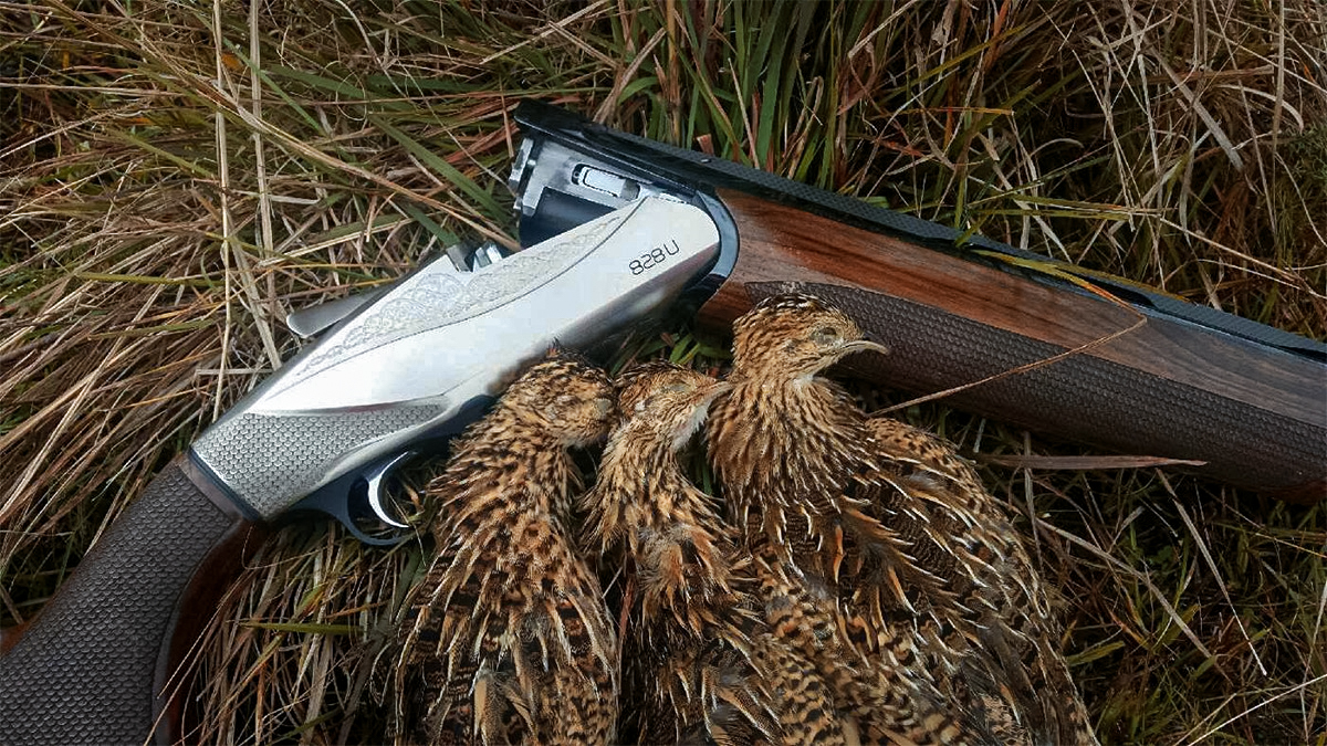The Benelli 828U is another good example of over under shotgun innovation. It has an alloy frame that saves weight and is designed to fit squarely on the head of the stock, unlike other O/Us. Therefore it’s easy to use the same plastic shim kits often available for semi-autos to adjust the 828Us’ stock. Author used this gun on a hunt for perdiz in Uruguay.