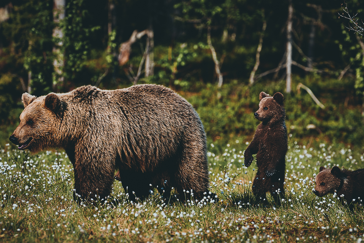 grizzly bear delisting