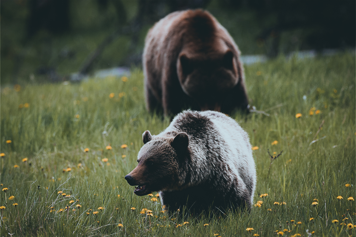 Idaho threatens lawsuit if US doesn't delist grizzly bears from the  Endangered Species Act