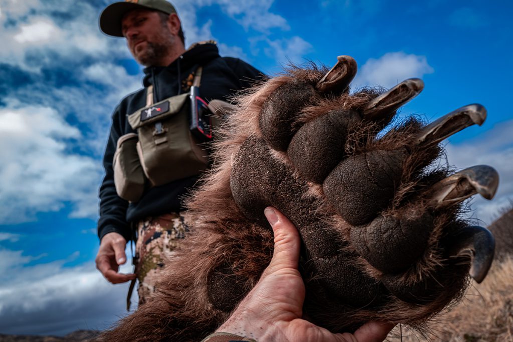 alaska bear hunt