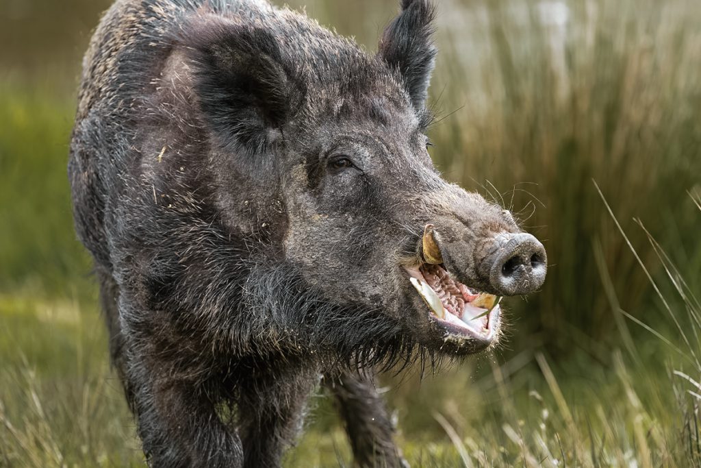 Super Pigs: Huge Canadian Hybrid Hogs Poised To Invade U.s.