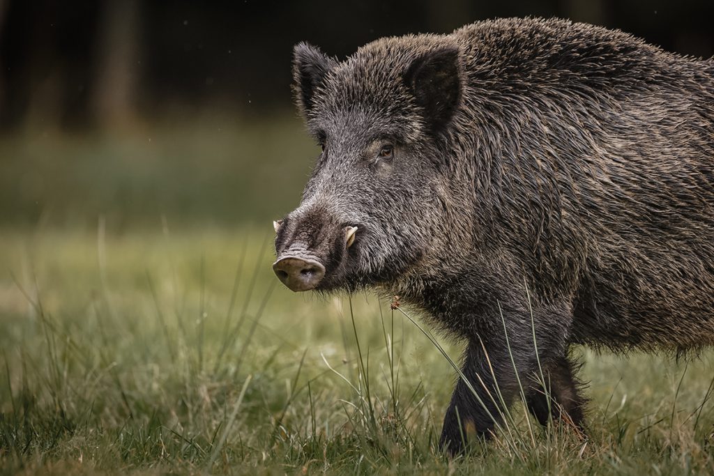 Super Pigs: Huge Canadian Hybrid Hogs Poised to Invade U.S.