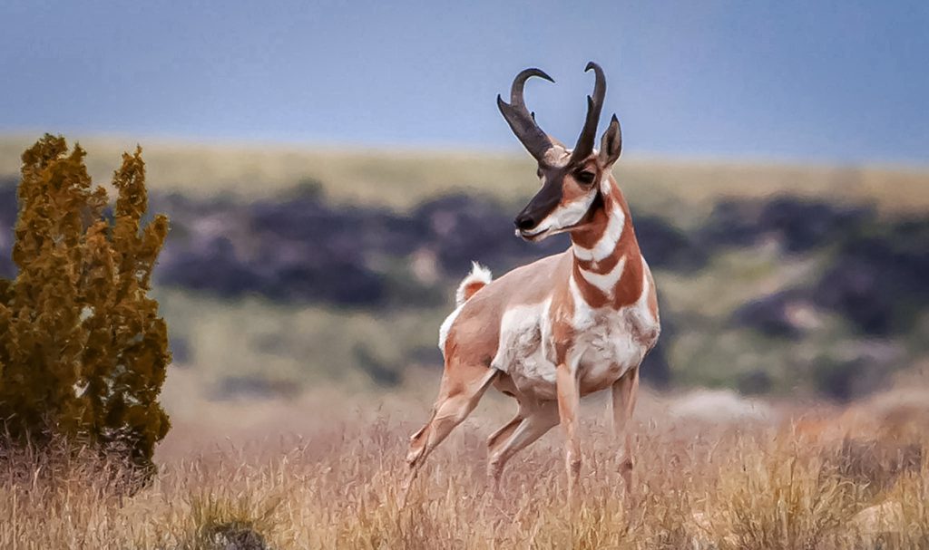 Pronghorn Antelope Yeti Tumbler