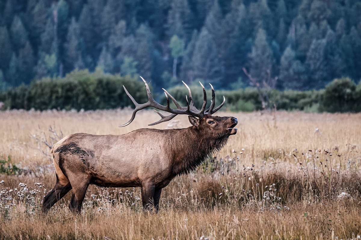 Wyoming Nonresident Tags price hike includes elk
