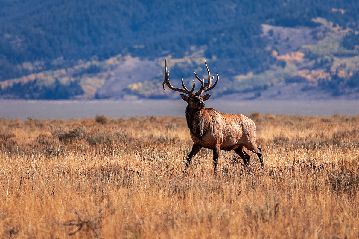 Wyoming Elk