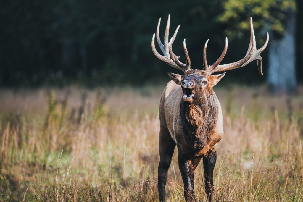 Bull Elk wyoming nonresident tags