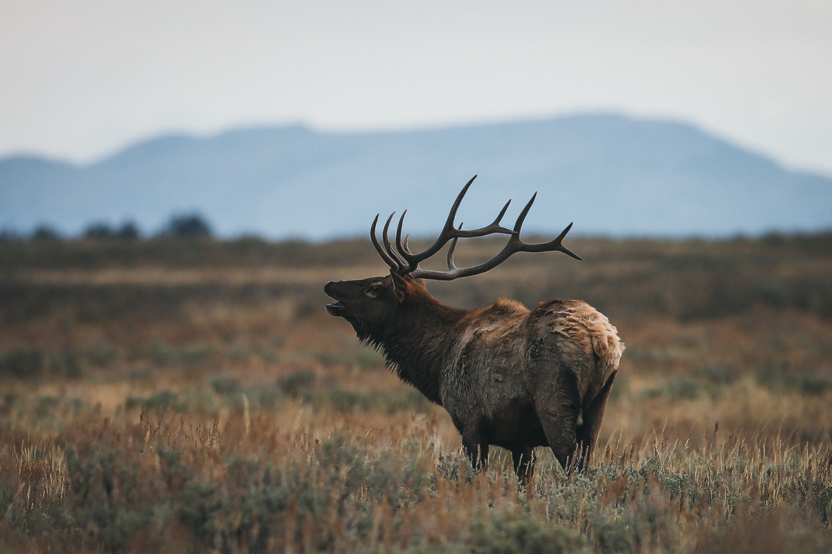 Wyoming Nonresident Tags Wyoming Elk