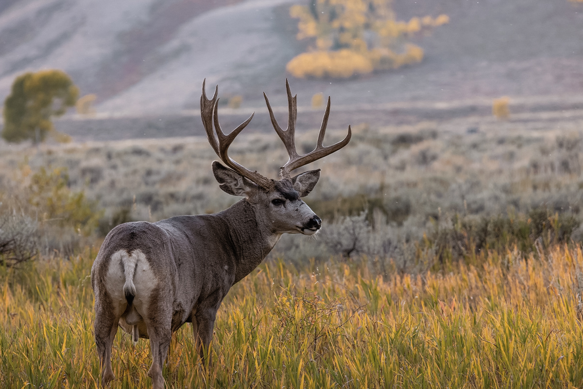 Wyoming Mule Deer wyoming nonresident tags