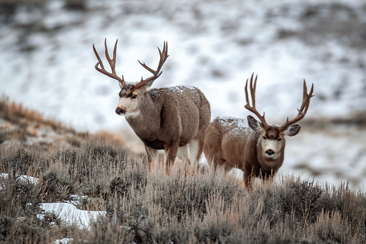 Wyoming Nonresident Tags Mule Deer
