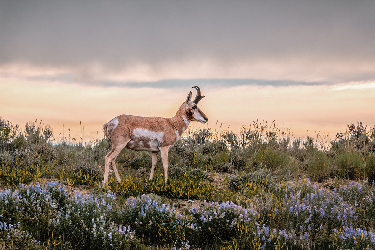 Wyoming Pronghorn