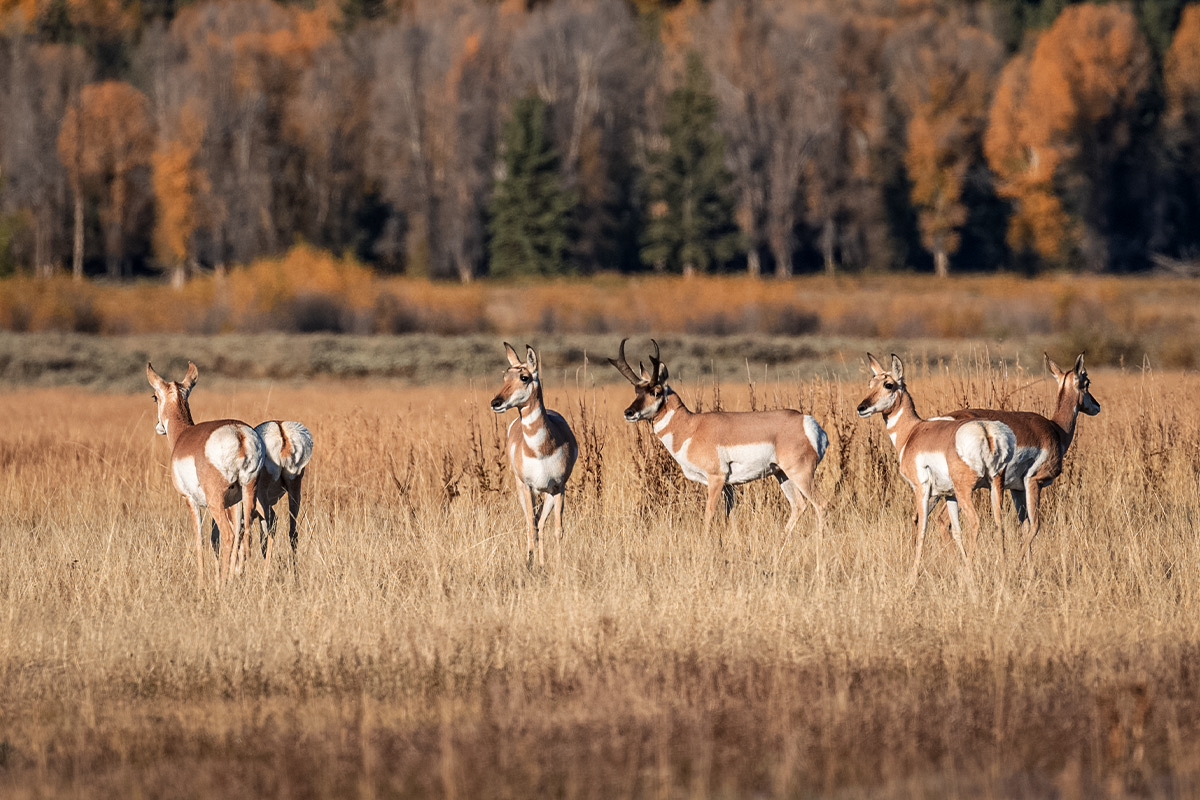 Wyoming Pronghorn Herd wyoming nonresident tags