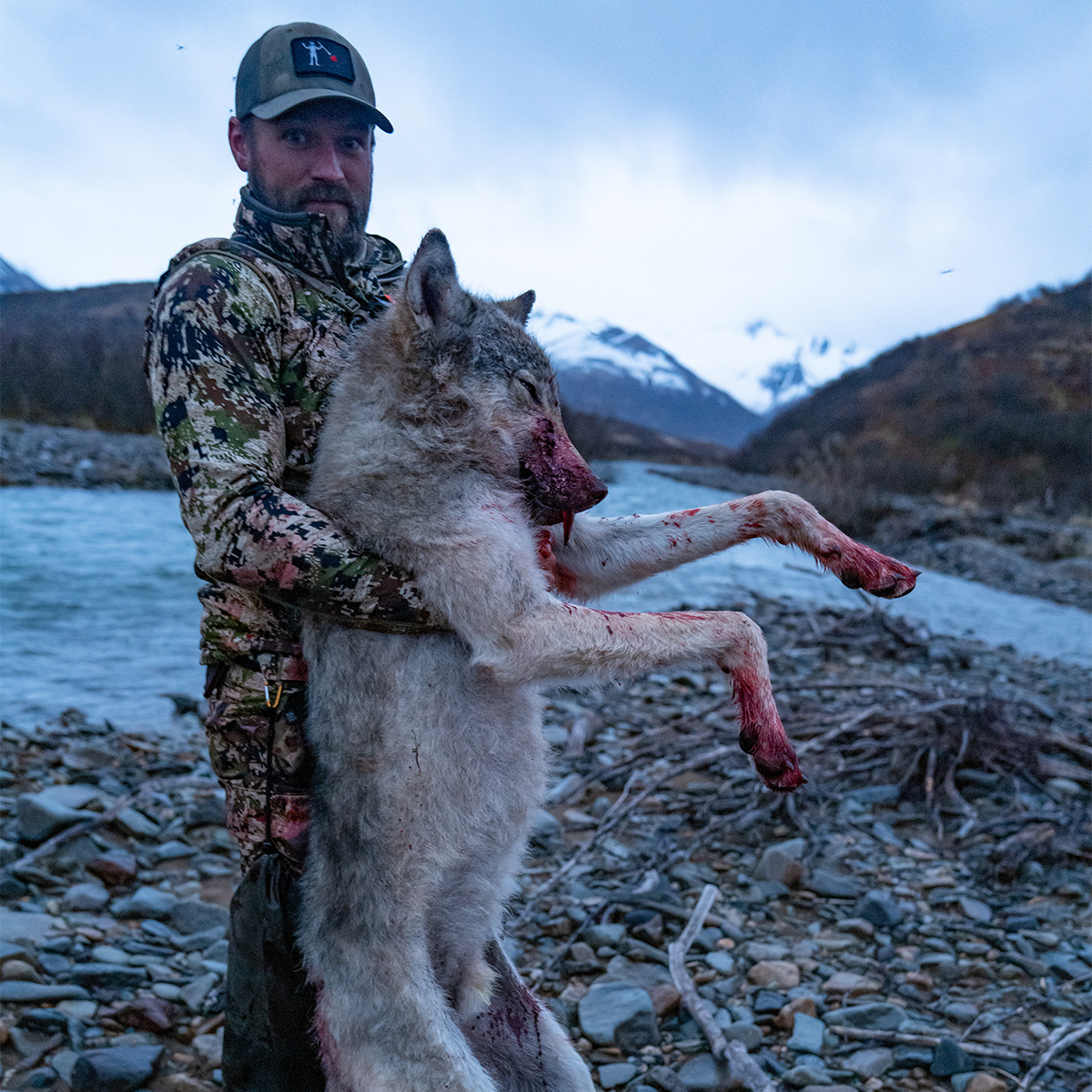 Alaska wolf hunt