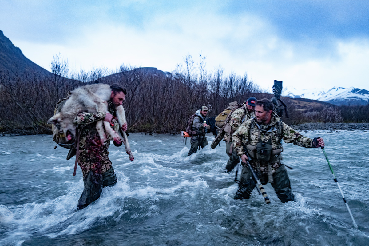 Alaska wolf hunt