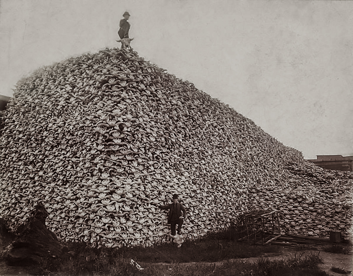 bison skulls