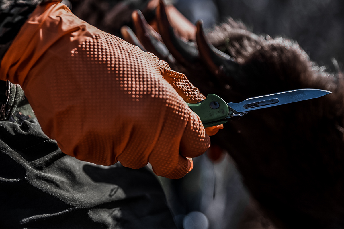 Alaska brown bear hunt