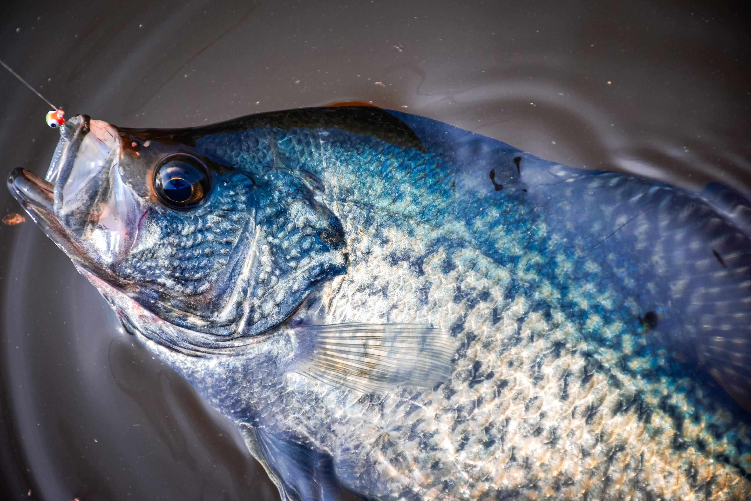 Springtime Crappies: Location, Gear, and Techniques