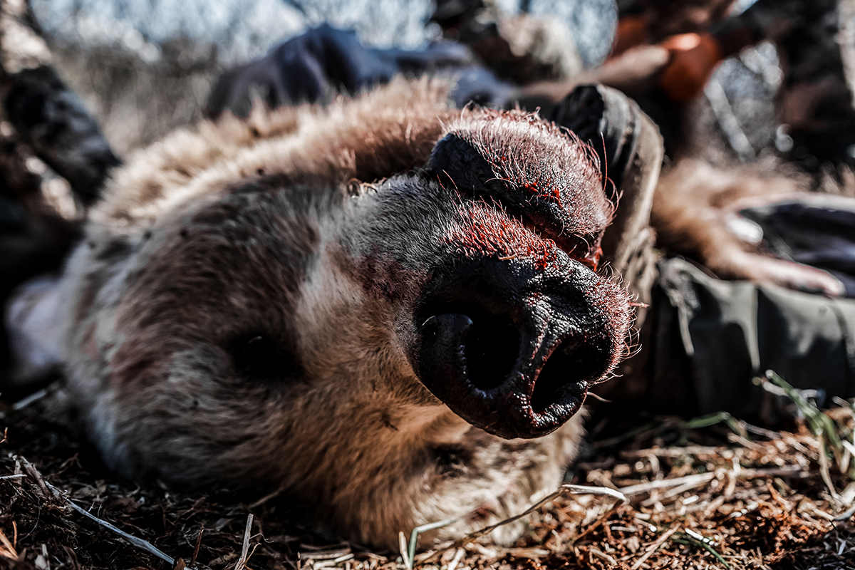 alaska bear hunt