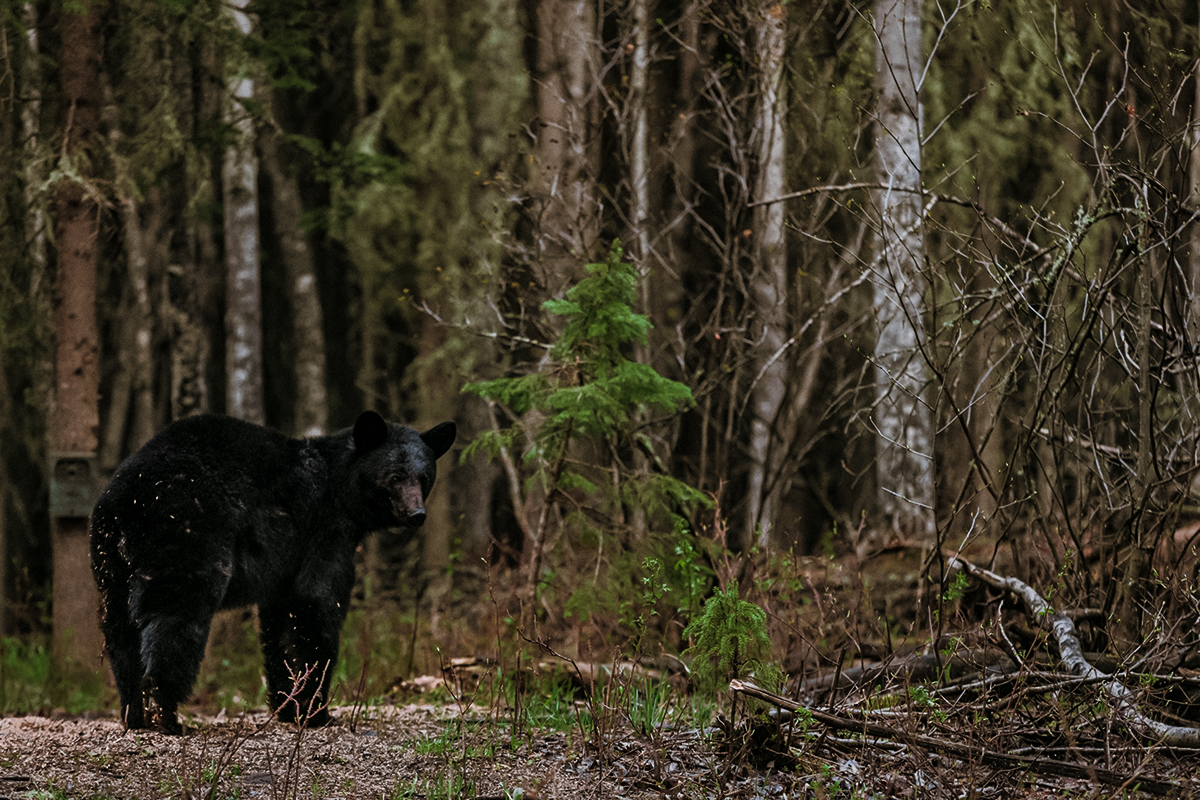 alberta bear hunting