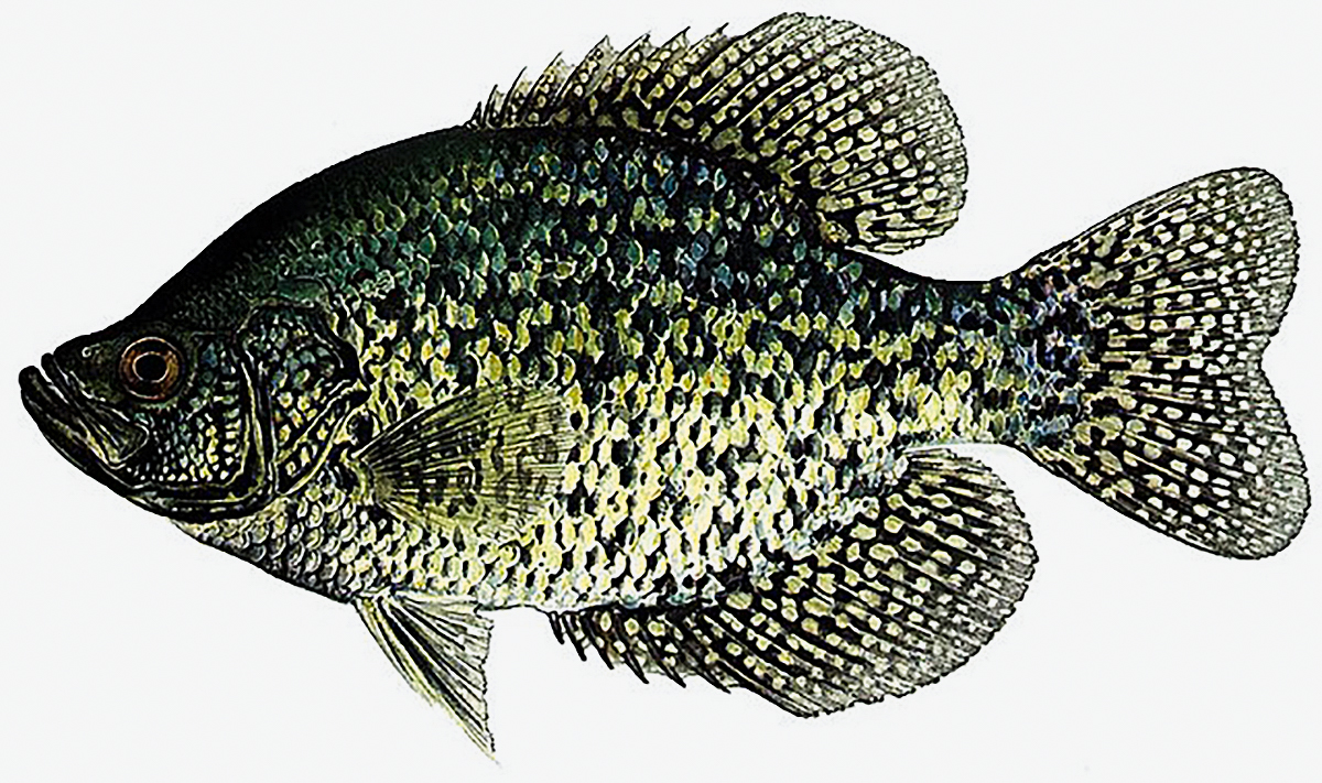 black crappie