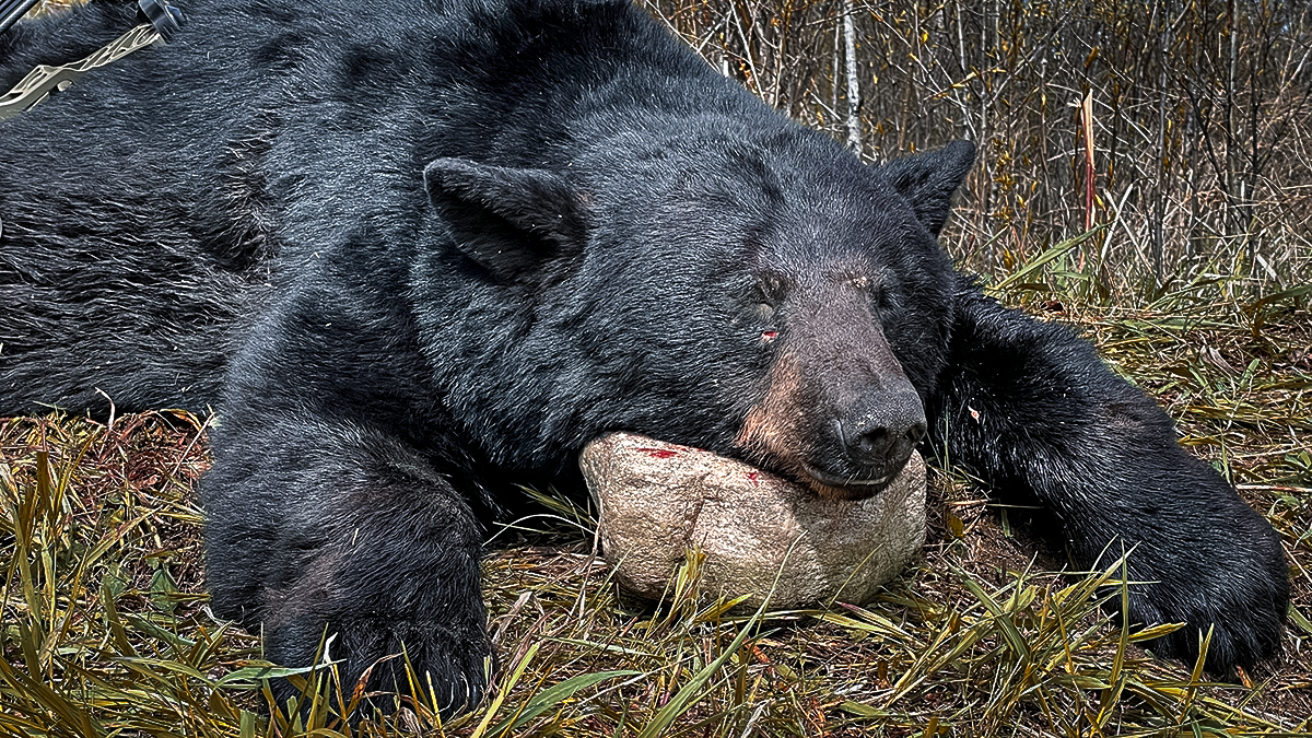 alberta bear hunt
