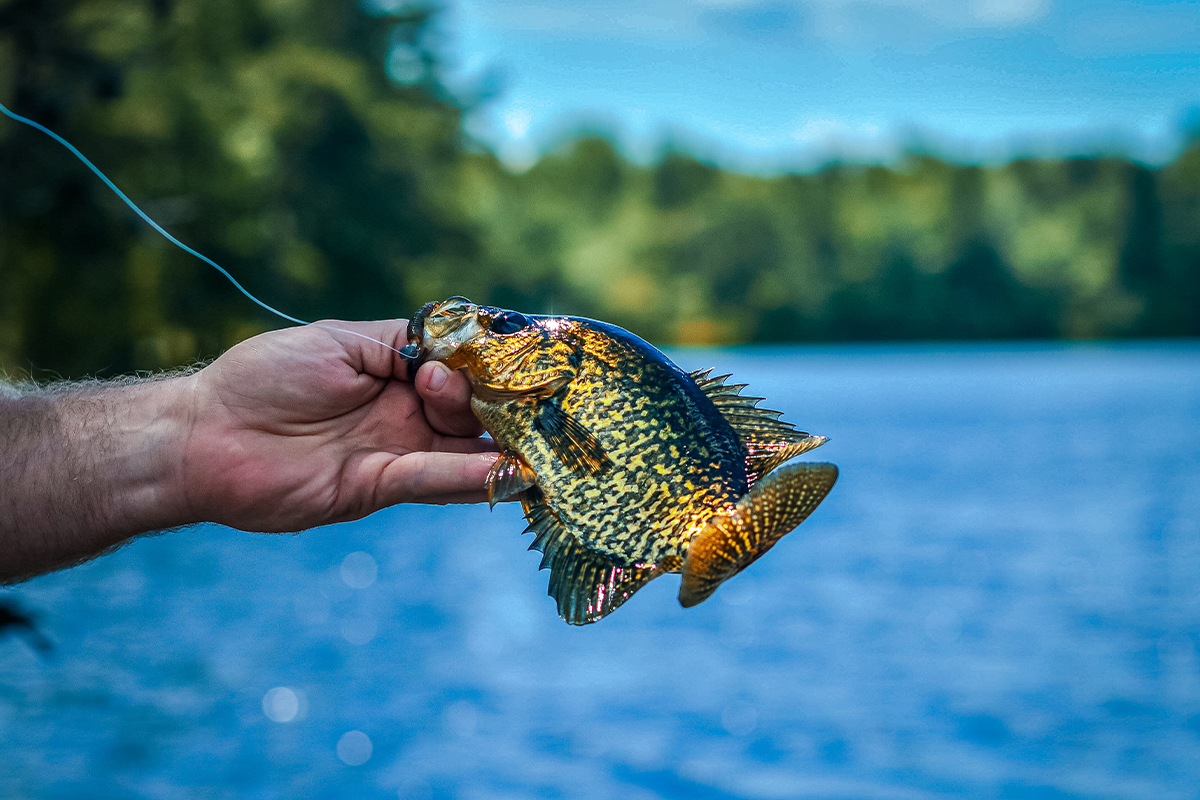 Crappie Fishing: Fast Action, Good Eatin