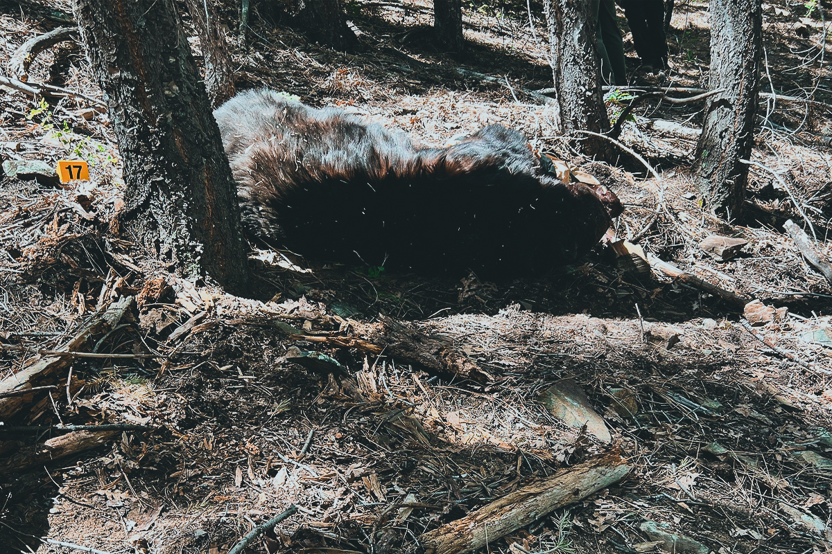 Arizona black bear attack