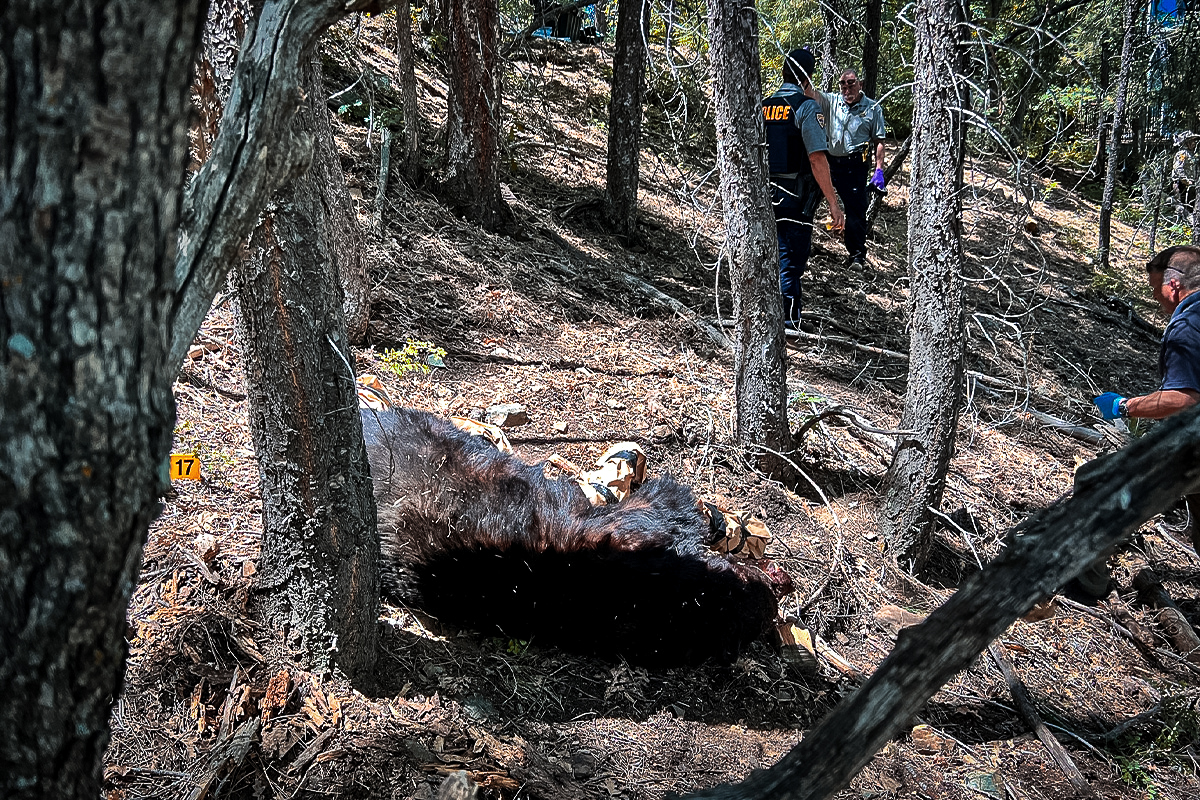 Arizona black bear attack