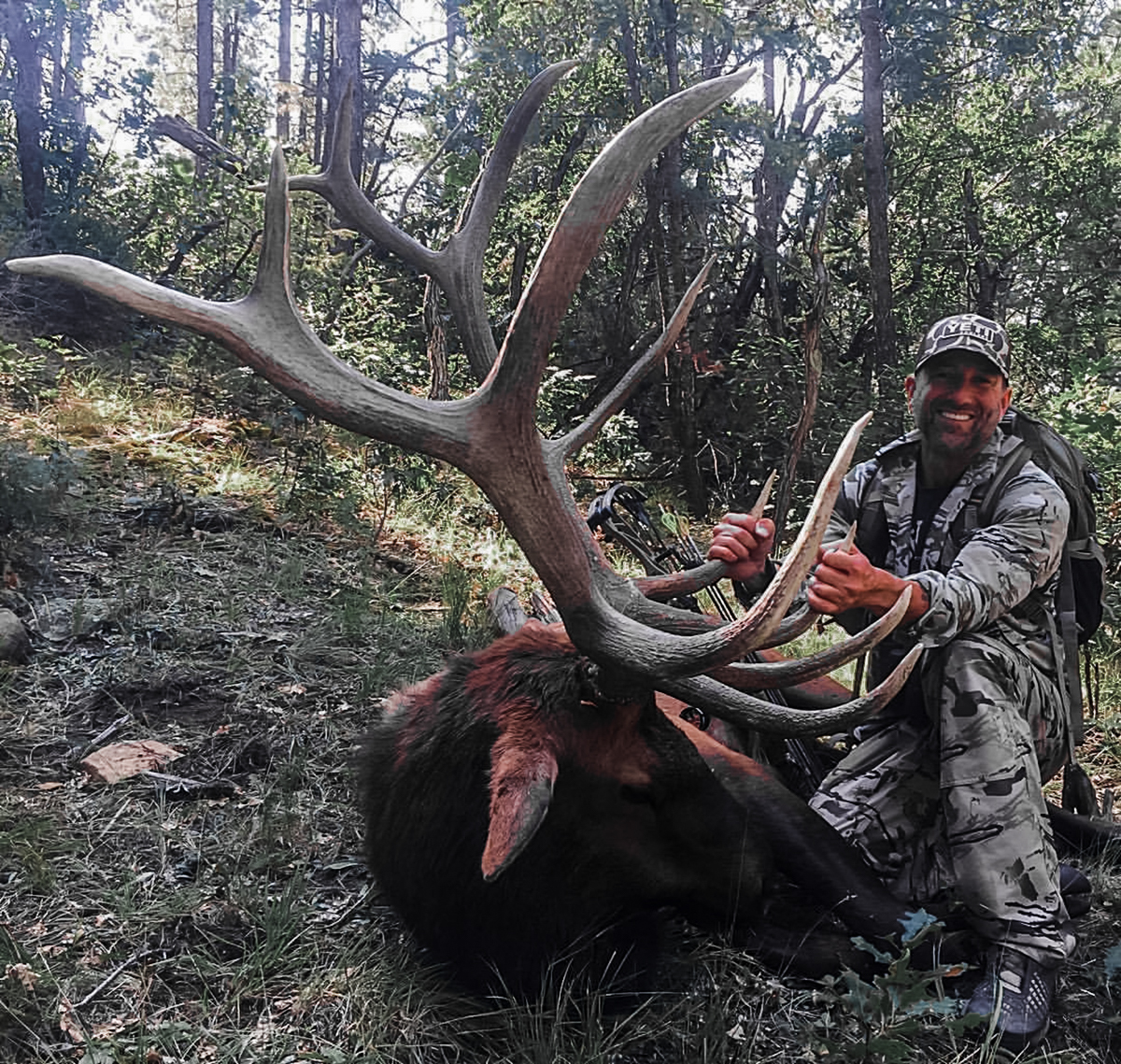 elk bull