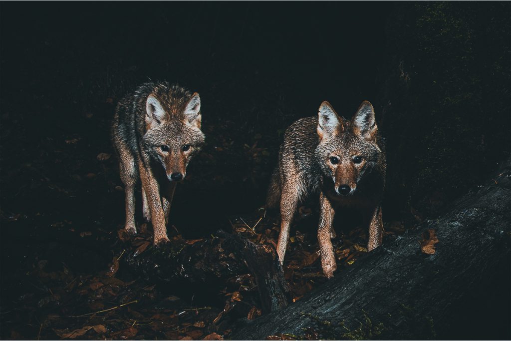 2 Indiana Hunters Mistaken for Coyotes, Shot After Dark