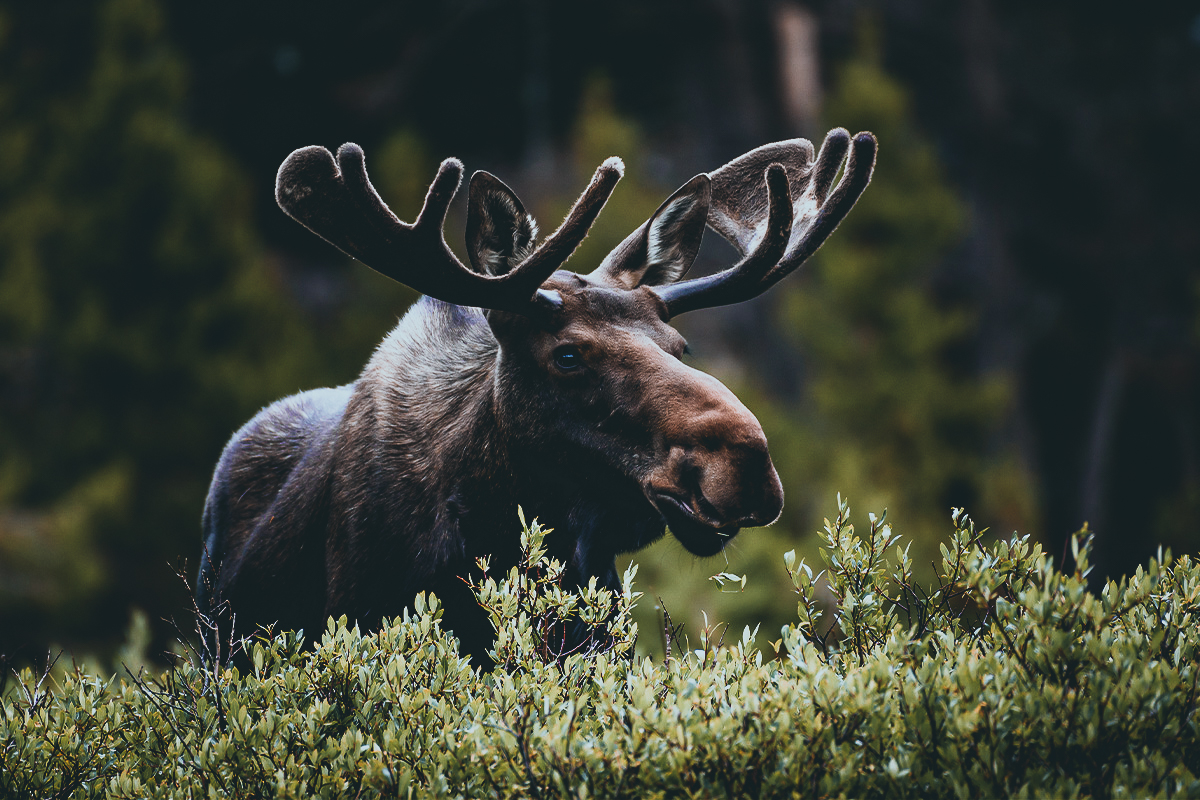 solitary moose