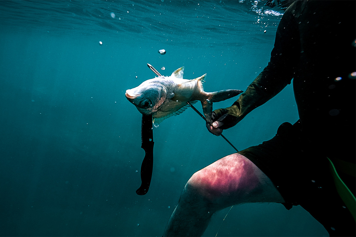 Spearfisher towed out to sea as 'shark bait' in pursuit of