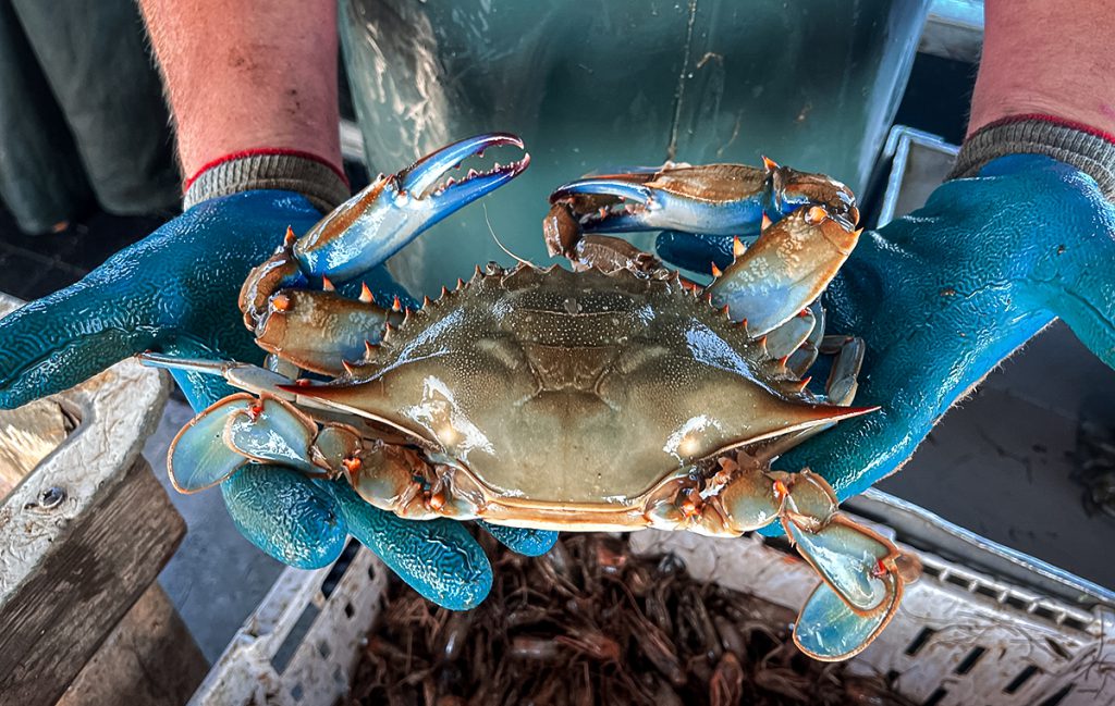 Luke McFadden: A Young Crabber on the Cutthroat Chesapeake